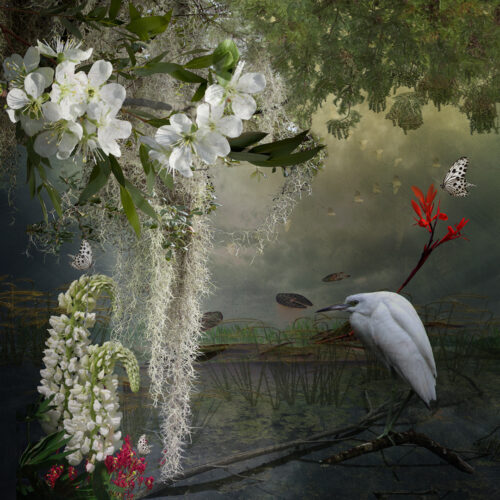 Baby White Egret Baby White Egret