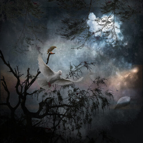 White Dove White Dove