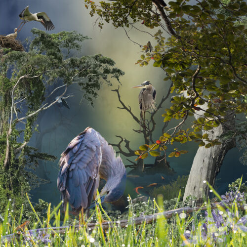 Baby Herons Baby Herons