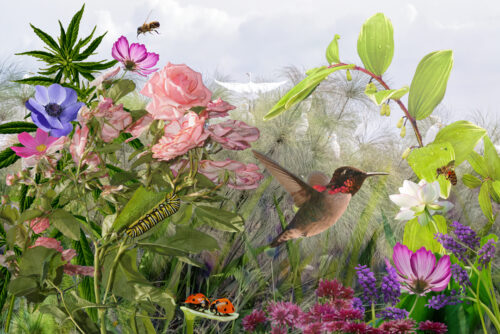 Hummingbird Hummingbird