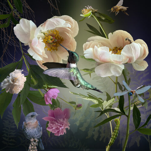 Peonies Peonies