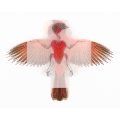 Kent Krugh Northern Cardinal