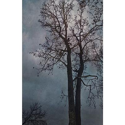 Wendi Schneider Dusk Falls