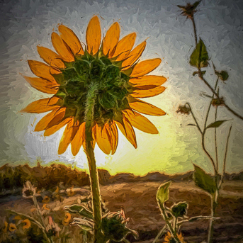 Chip Coscia Good Morning Mr  Sun Square