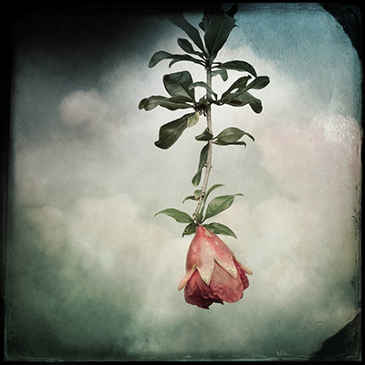 Steve Goff