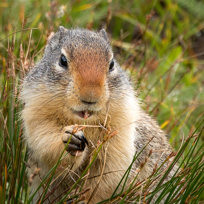Sue Puetz Groundhog Noshing Tsa