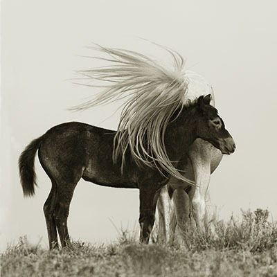 Susan Hillyard Swoosh