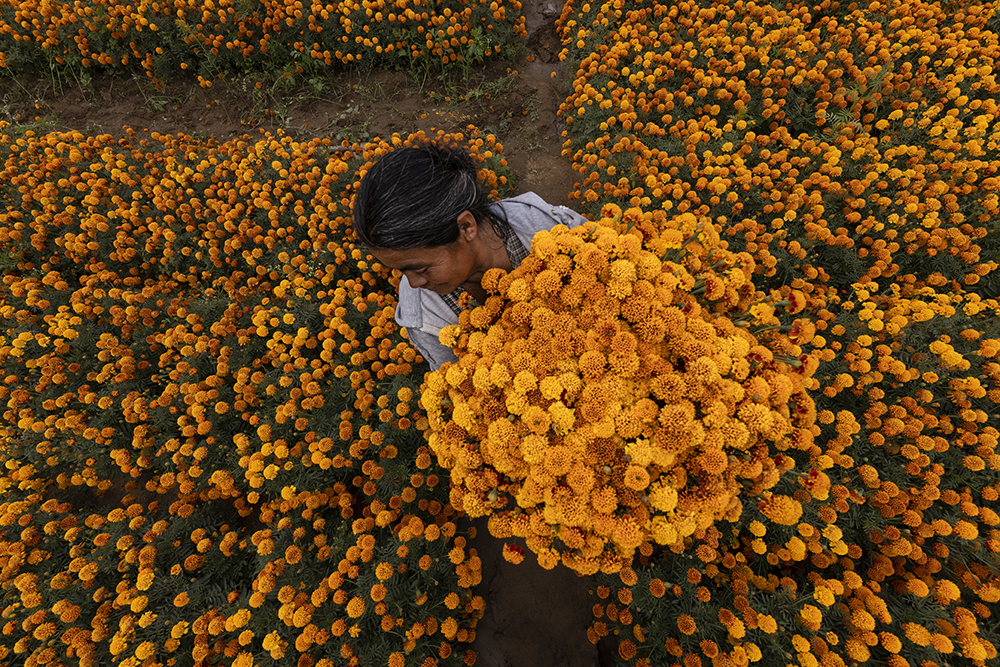 Flor de Muerto, Oaxaca, Mexico
